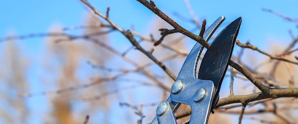 Sprzęt teleskopowy – poręczny i wydajny w pracach ogrodowych