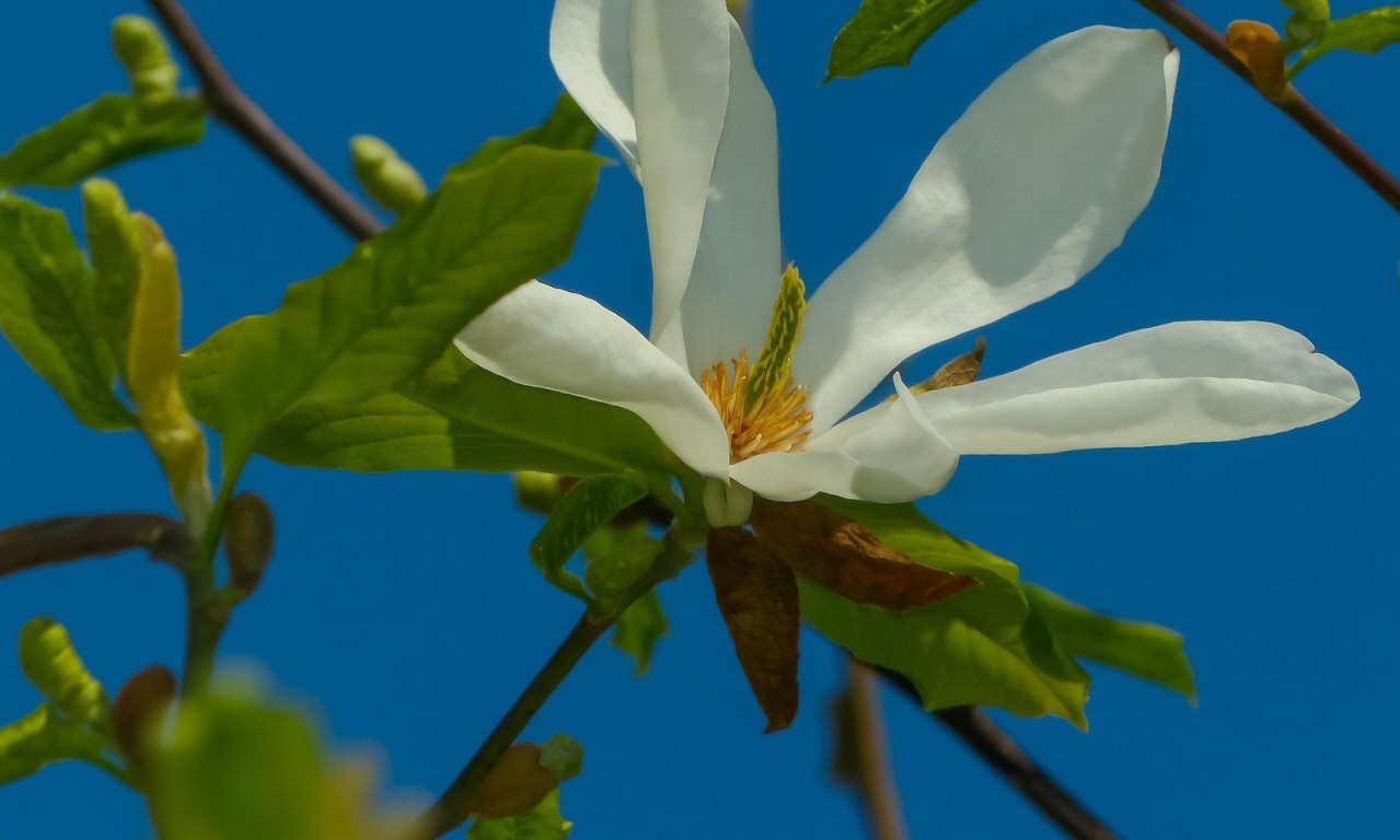 Antraknoza magnolii osłabia i odbiera roślinie urok