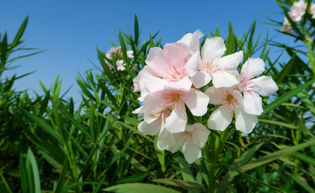 Oleander, cytryna i spółka: rośliny śródziemnomorskie docenią dobre podłoże i skuteczne nawożenie